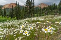 Flowers in the foreground create a better landscape photo.
